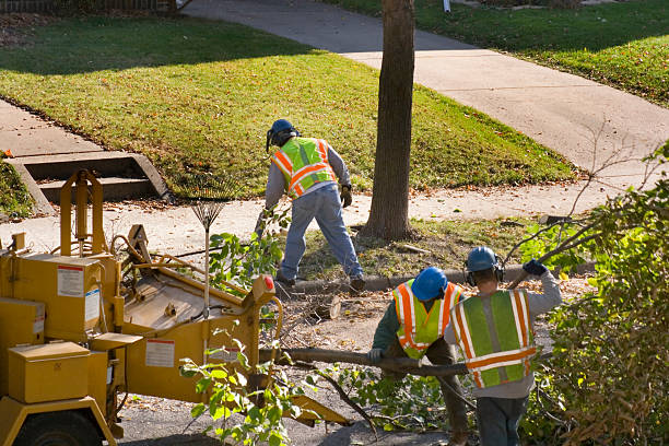 Tree and Shrub Care in Belmont, WI