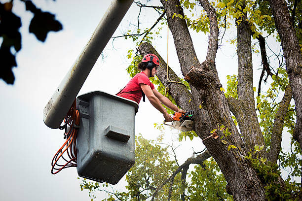 How Our Tree Care Process Works  in  Belmont, WI